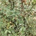 山茶油果，2020年霜降后采摘油茶果，出油率25%以上