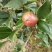 山茶油果，2020年霜降后采摘油茶果，出油率25%以上