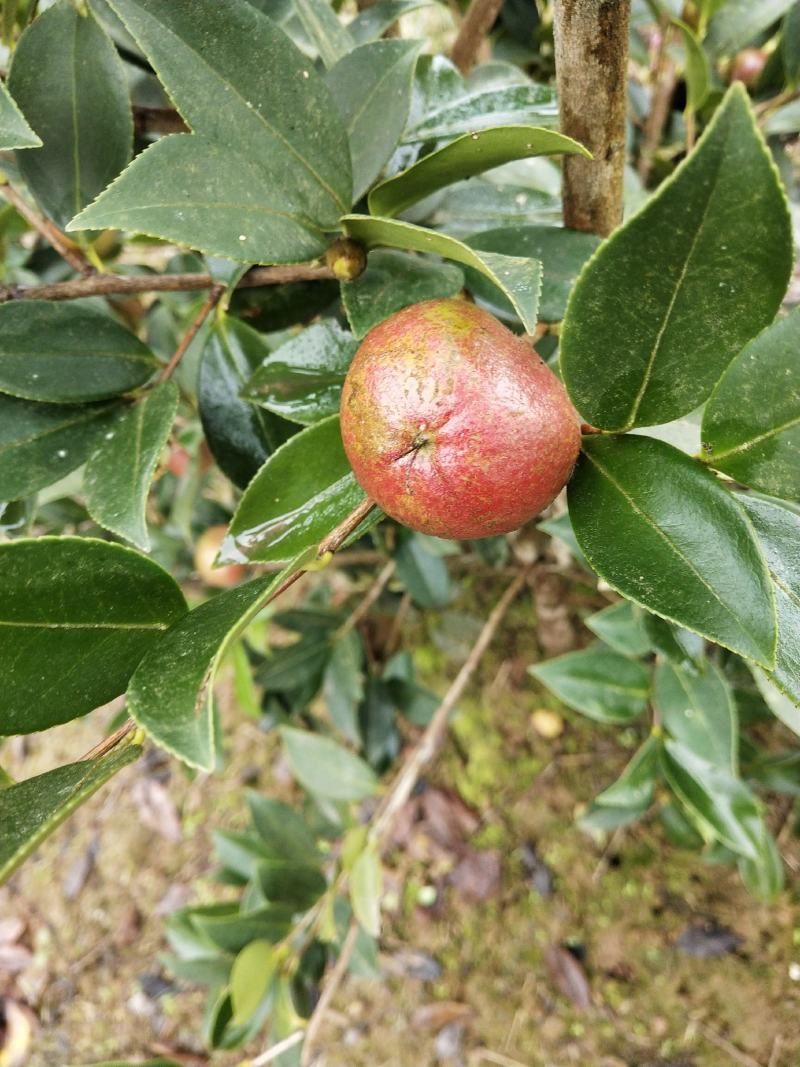山茶油果，2020年霜降后采摘油茶果，出油率25%以上