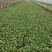 精品油菜安徽万亩上海青大中小颗油菜大量供应量大从优