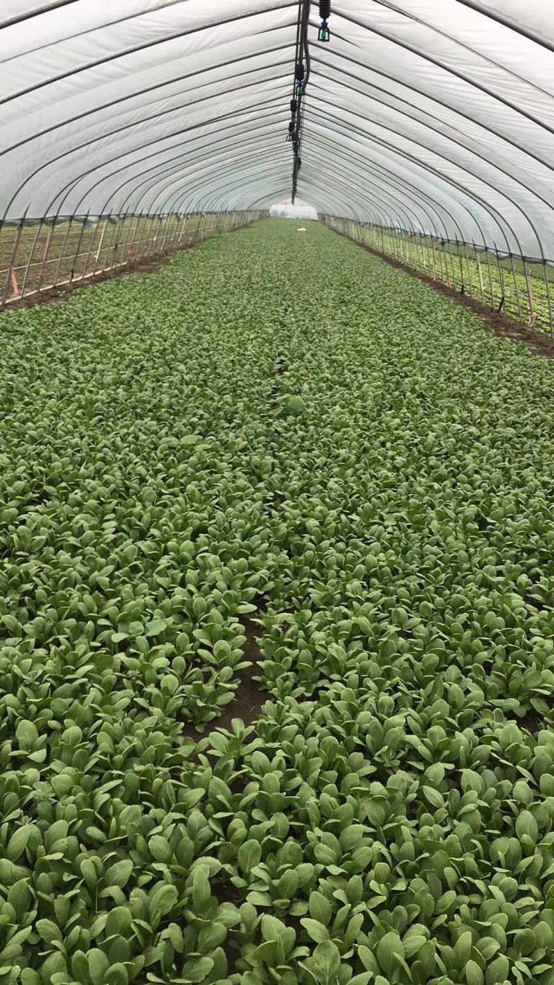精品油菜安徽万亩上海青大中小颗油菜大量供应量大从优