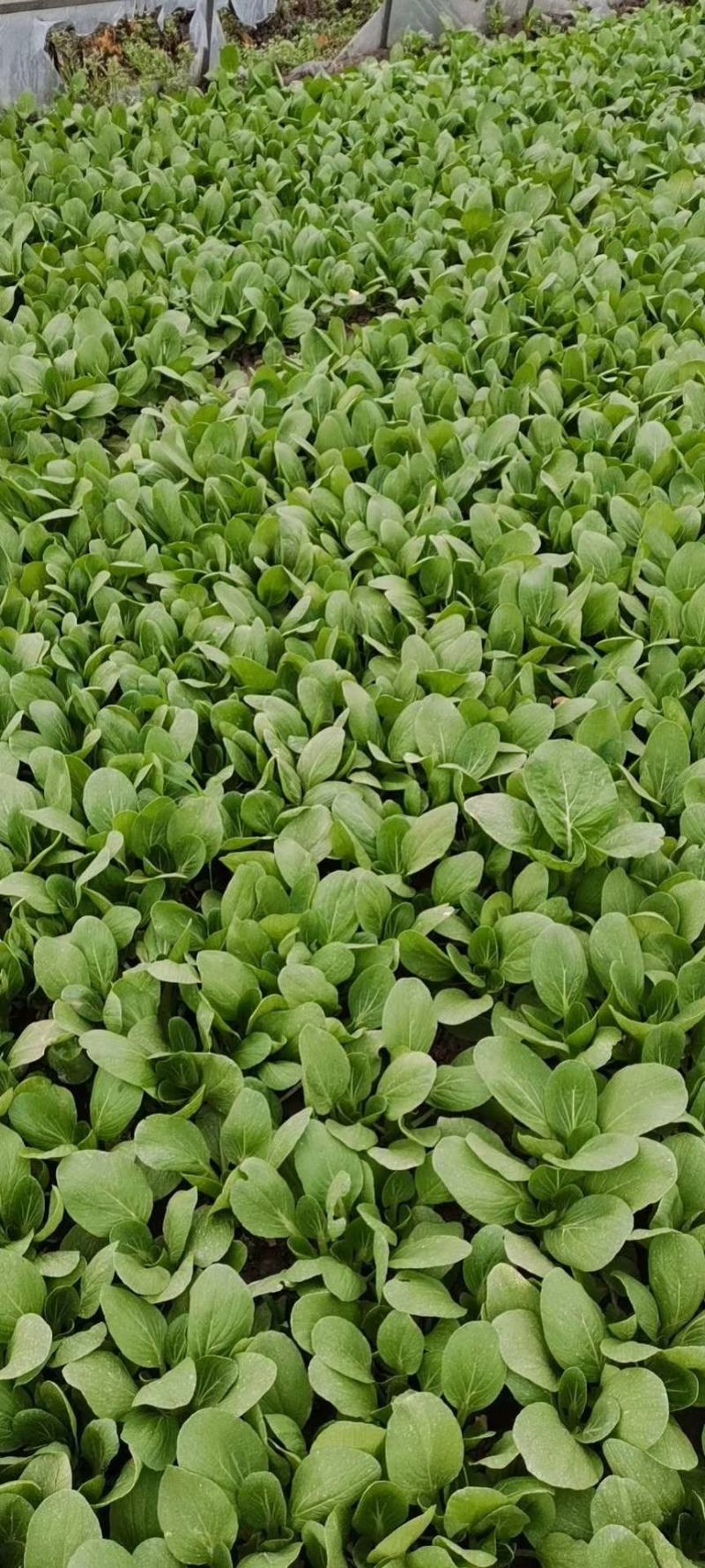 精品油菜安徽万亩上海青大中小颗油菜大量供应量大从优
