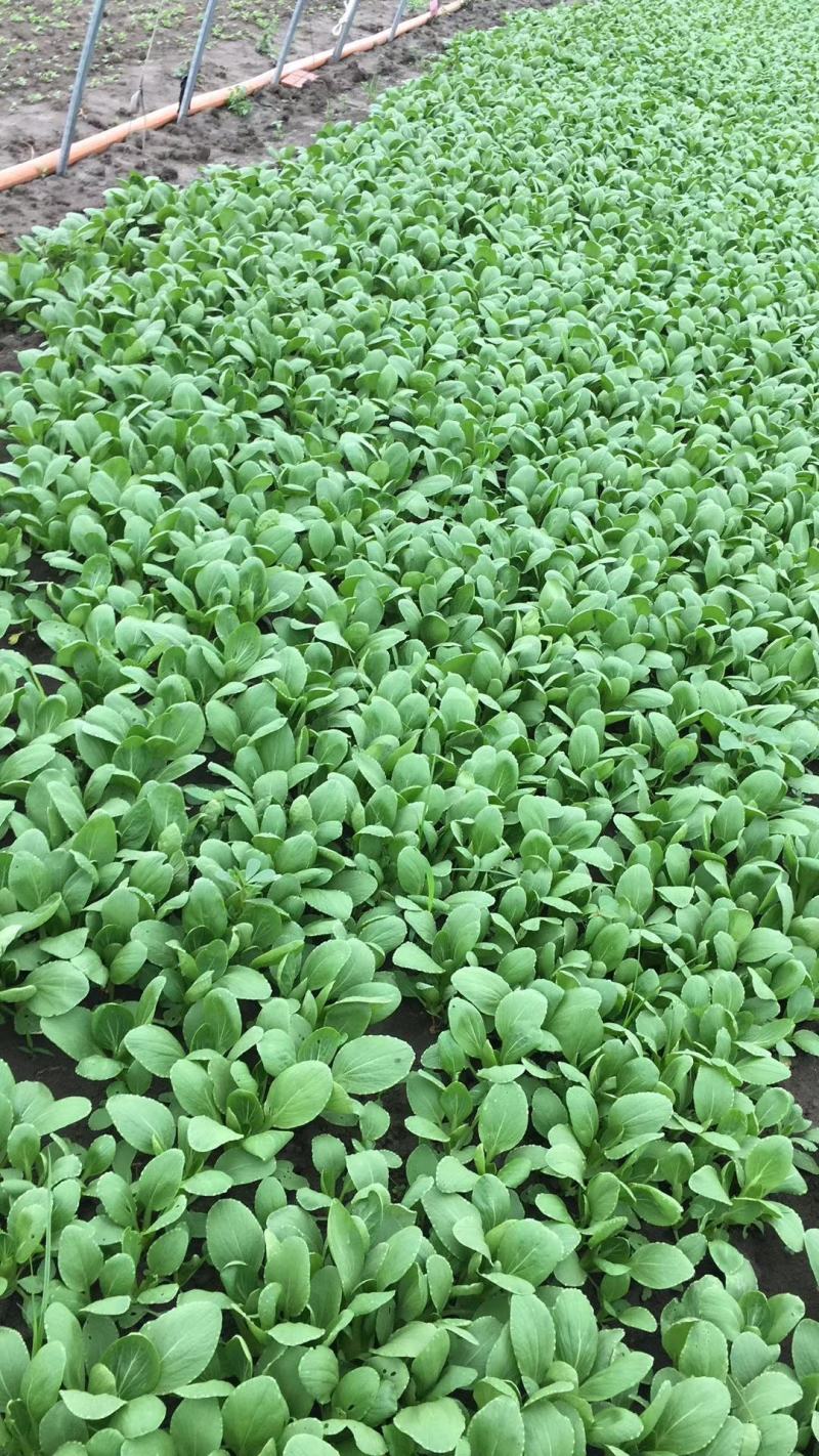 精品油菜安徽万亩上海青大中小颗油菜大量供应量大从优