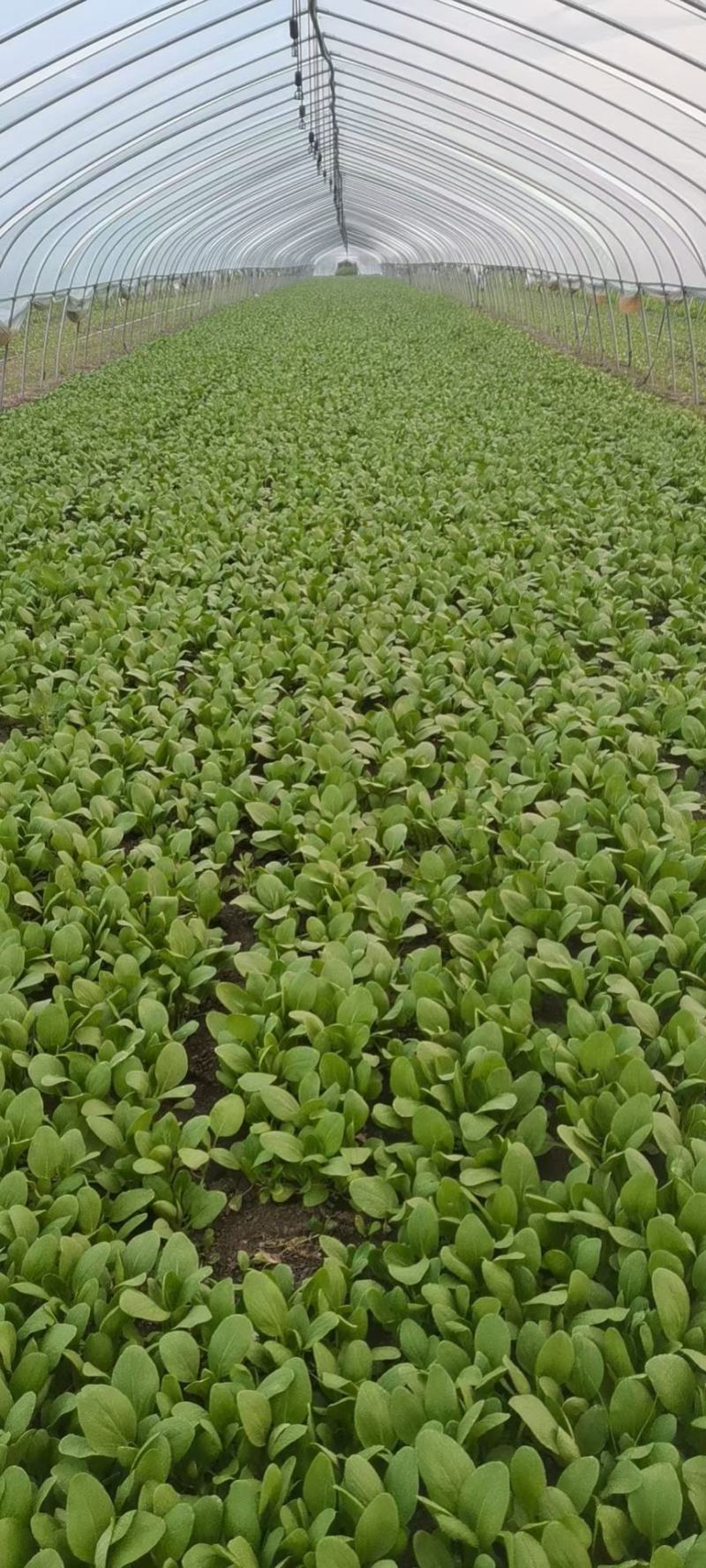 精品油菜安徽万亩上海青大中小颗油菜大量供应量大从优