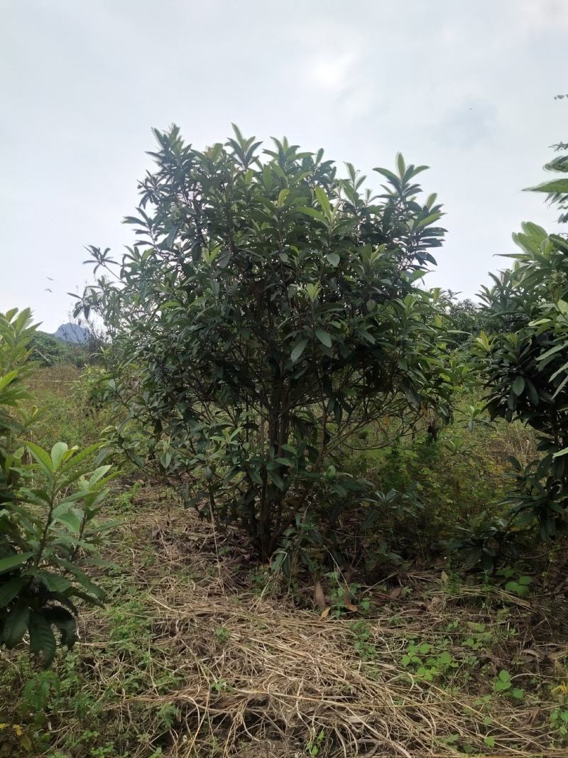 大量供应各种规格枇杷