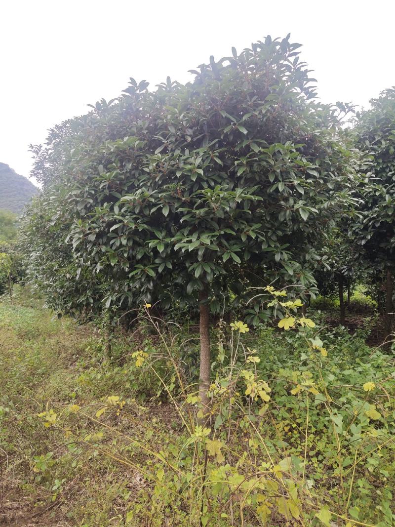 大量供应各种规格枇杷