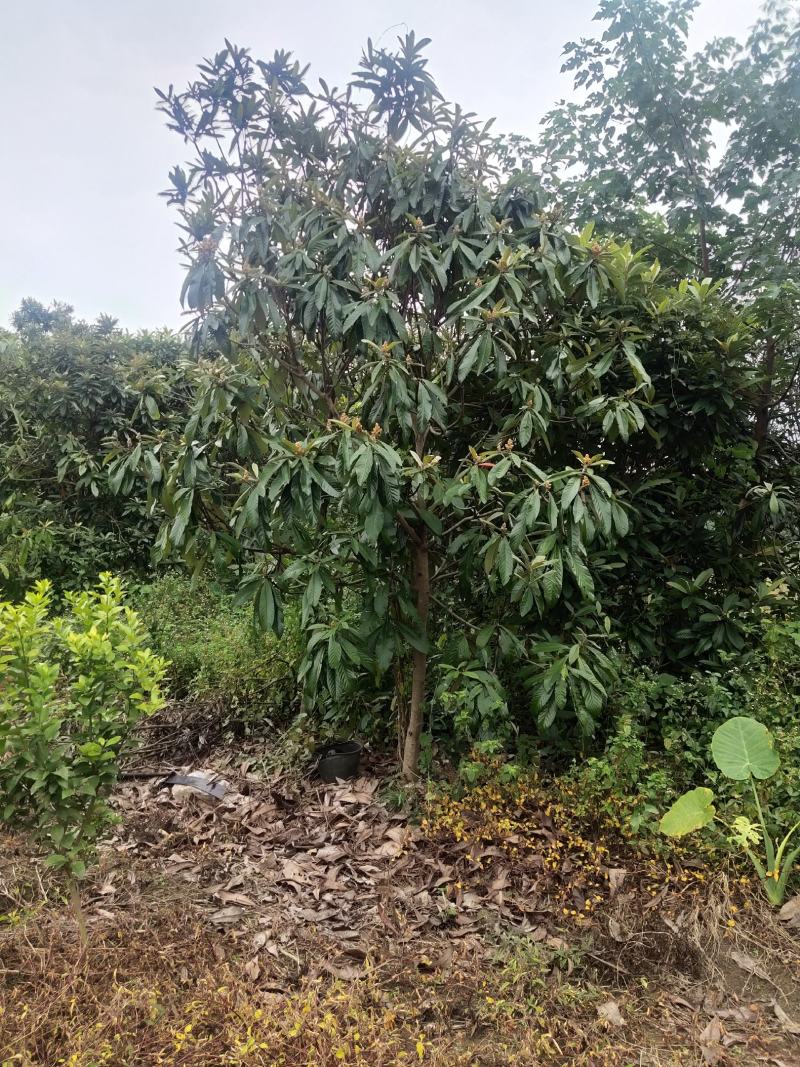 大量供应各种规格枇杷