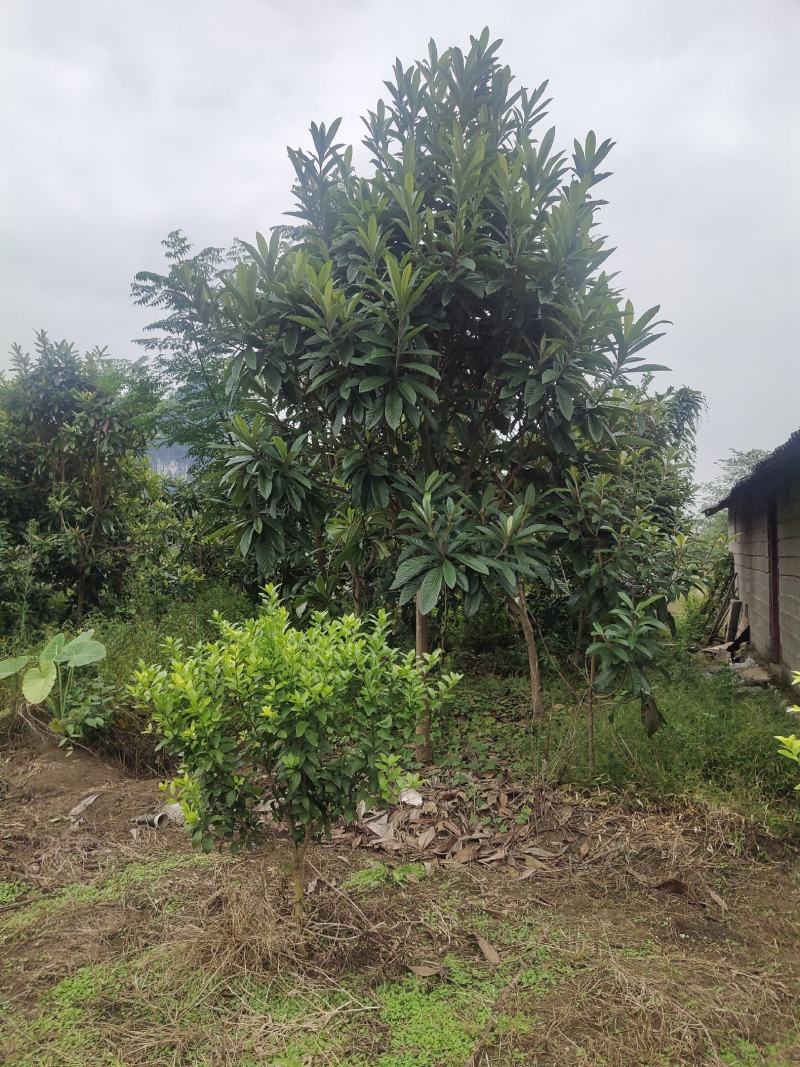 大量供应各种规格枇杷