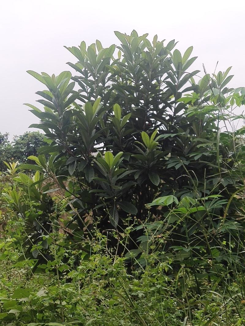 大量供应各种规格枇杷