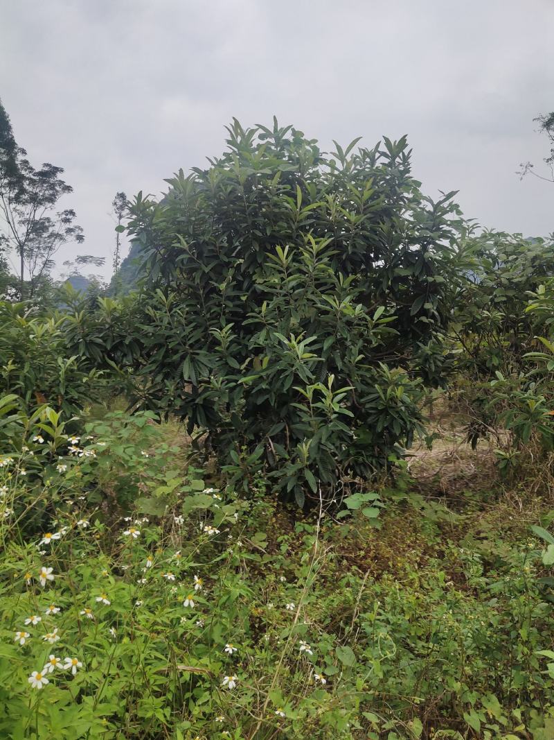 大量供应各种规格枇杷