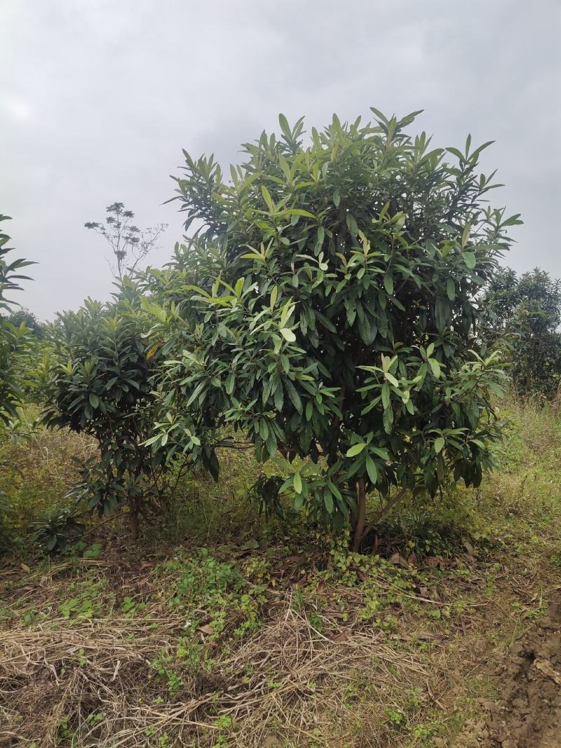 大量供应各种规格枇杷