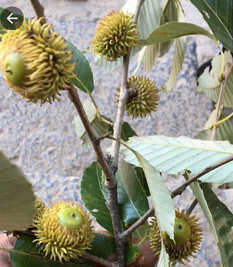 橡子橡子粉青岗树橡子各类橡子可预订干货
