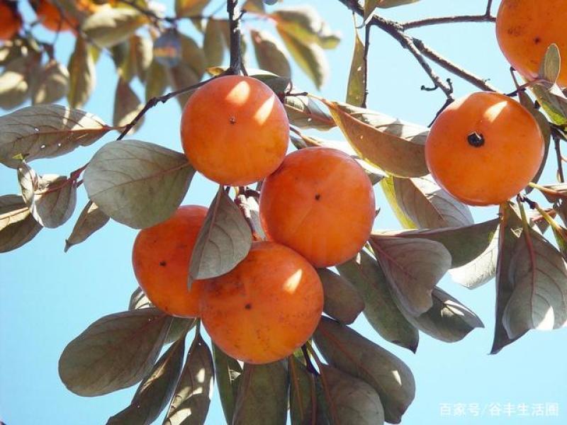 安徽阳丰甜柿柿子苗，不用烘的柿全甜无酸9-11月成熟期长