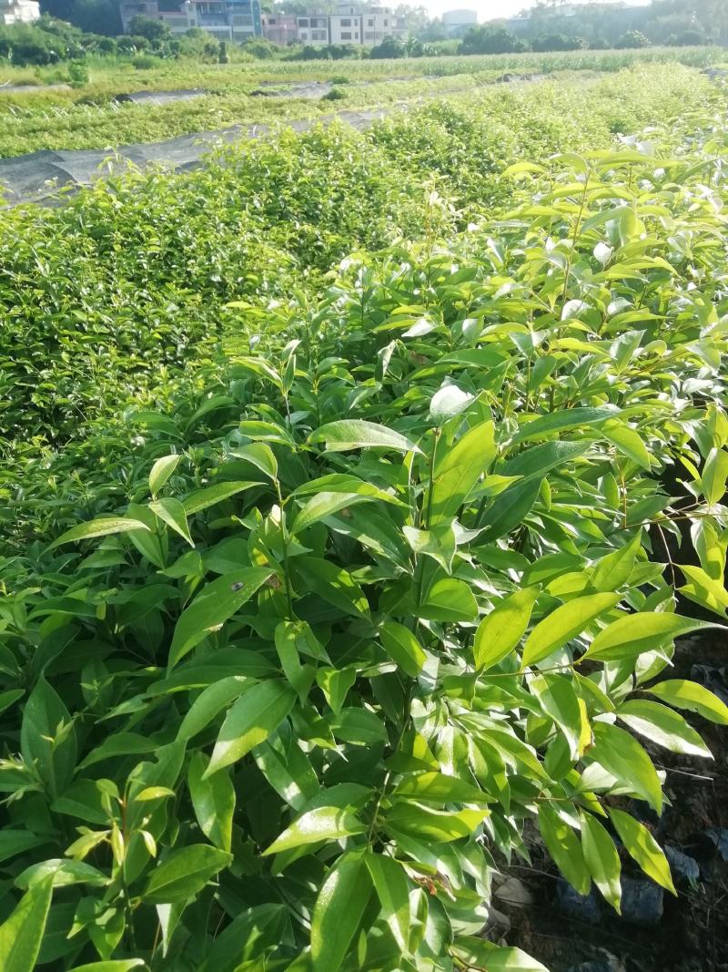 阴香，天竺桂，营养小袋苗，支持现场看货基地直销
