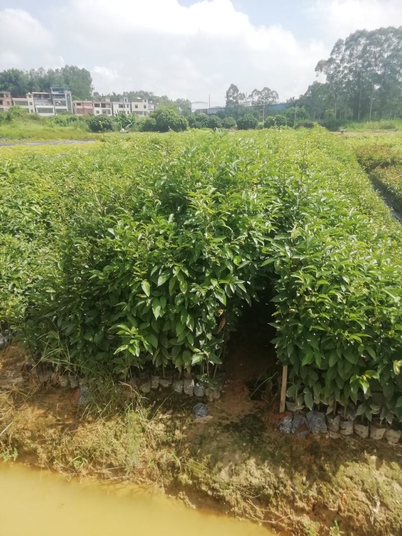 阴香，天竺桂，营养小袋苗，支持现场看货基地直销