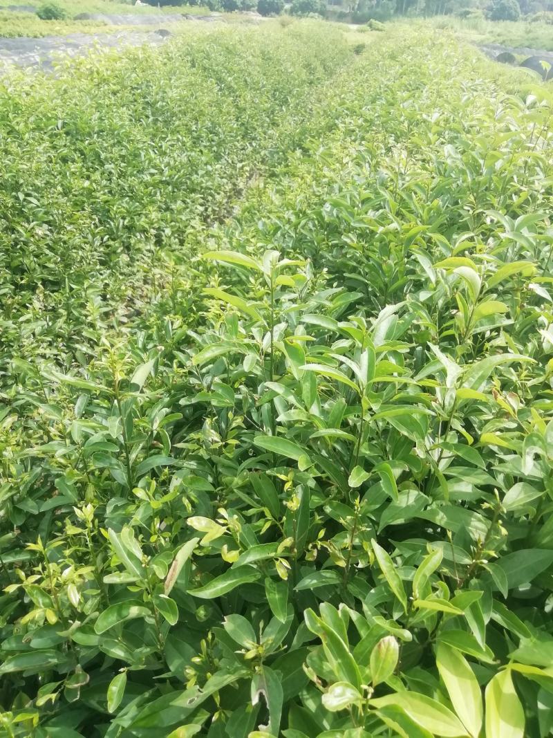 阴香，天竺桂，营养小袋苗，支持现场看货基地直销