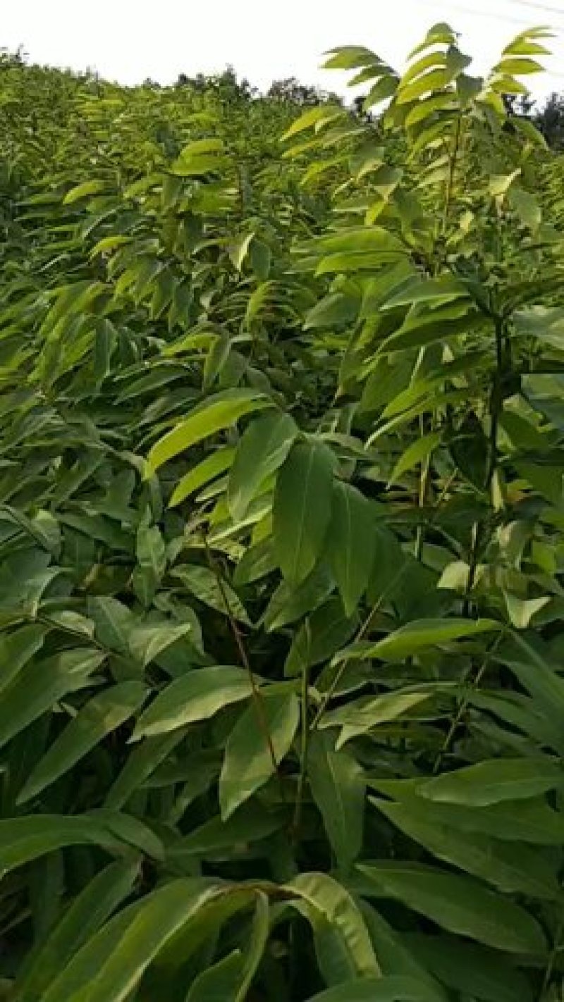 无患子苗，江西九江诚信苗木常年供应欢迎全国各地老板来电咨
