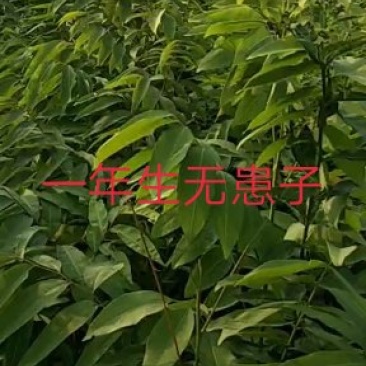 无患子苗，江西九江诚信苗木常年供应欢迎全国各地老板来电咨