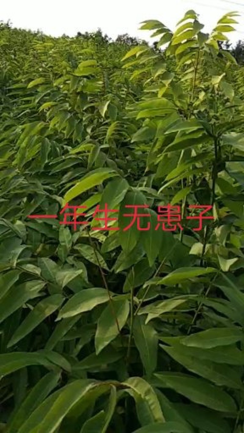 无患子苗，江西九江诚信苗木常年供应欢迎全国各地老板来电咨