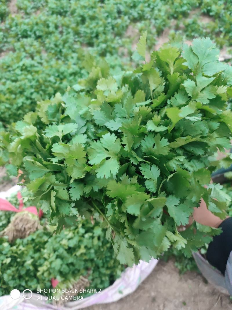 【特惠】大叶香菜香菜种植基地产地直供欢迎来电咨询