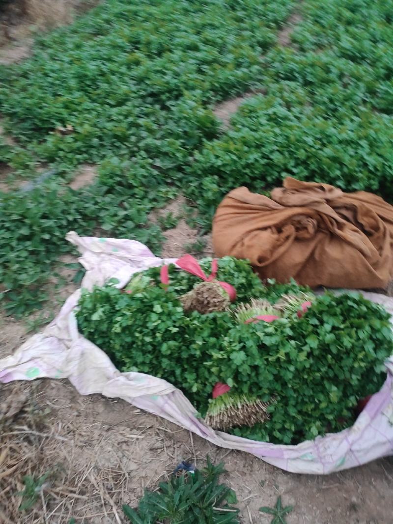 【特惠】大叶香菜香菜种植基地产地直供欢迎来电咨询