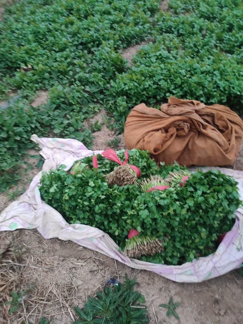 【特惠】大叶香菜香菜种植基地产地直供欢迎来电咨询