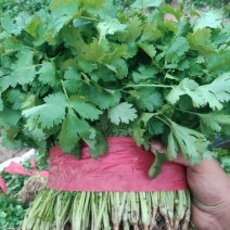 【特惠】大叶香菜香菜种植基地产地直供欢迎来电咨询