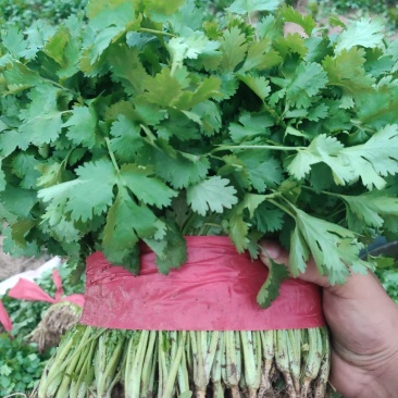 【特惠】大叶香菜香菜种植基地产地直供欢迎来电咨询