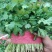 【特惠】大叶香菜香菜种植基地产地直供欢迎来电咨询