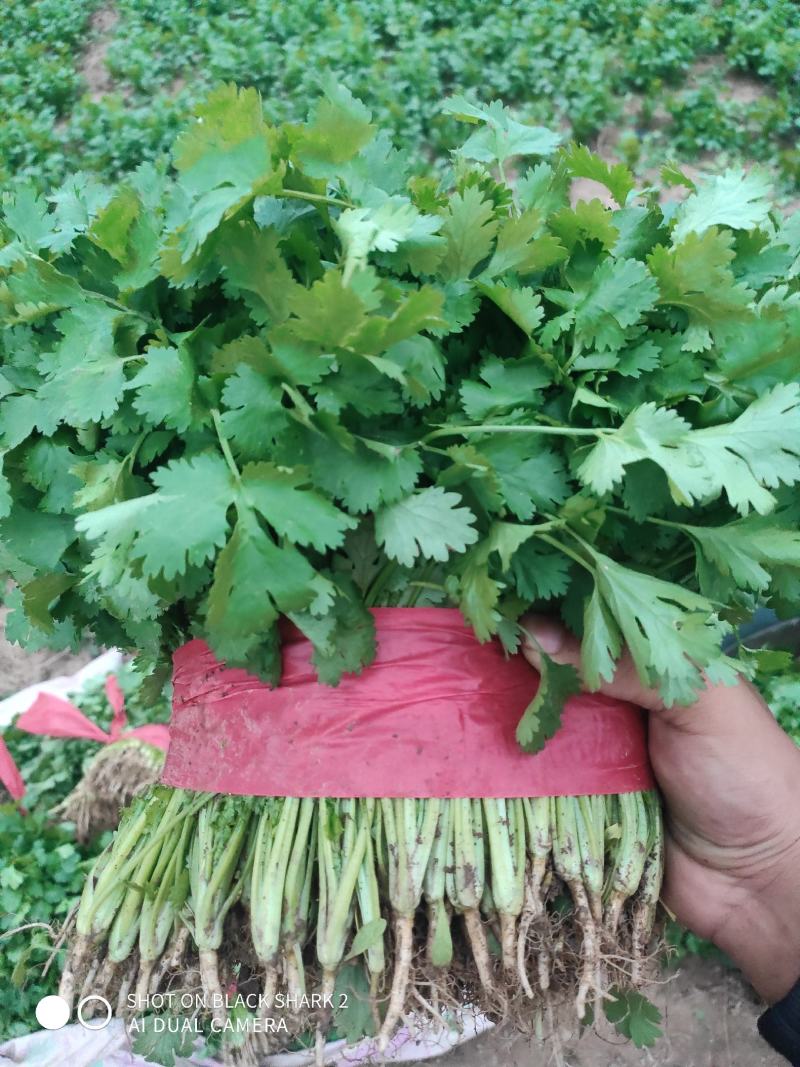 【特惠】大叶香菜香菜种植基地产地直供欢迎来电咨询