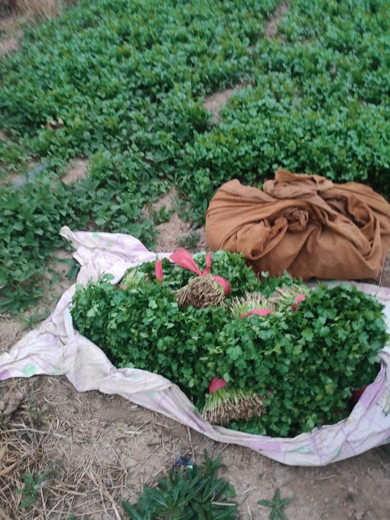 【特惠】大叶香菜香菜种植基地产地直供欢迎来电咨询