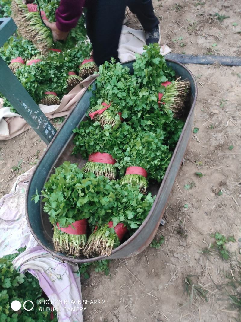 【特惠】大叶香菜香菜种植基地产地直供欢迎来电咨询