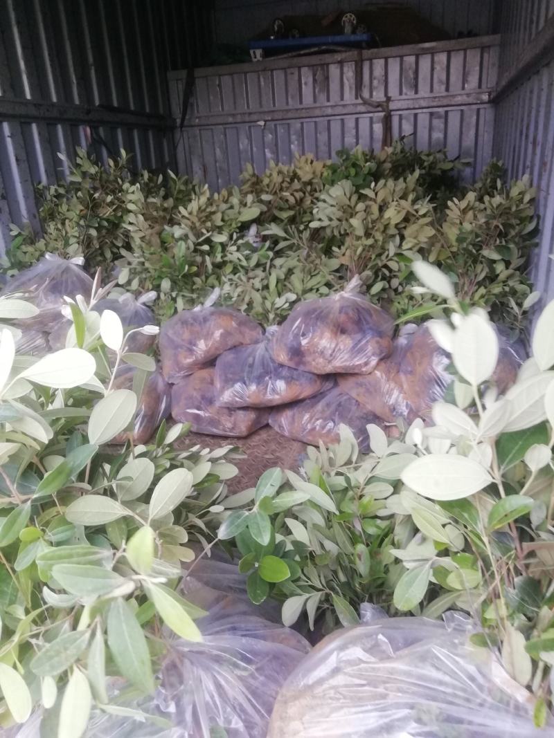 桃金娘，山捻，野捻子苗，果能泡酒的树苗，基地直接批发