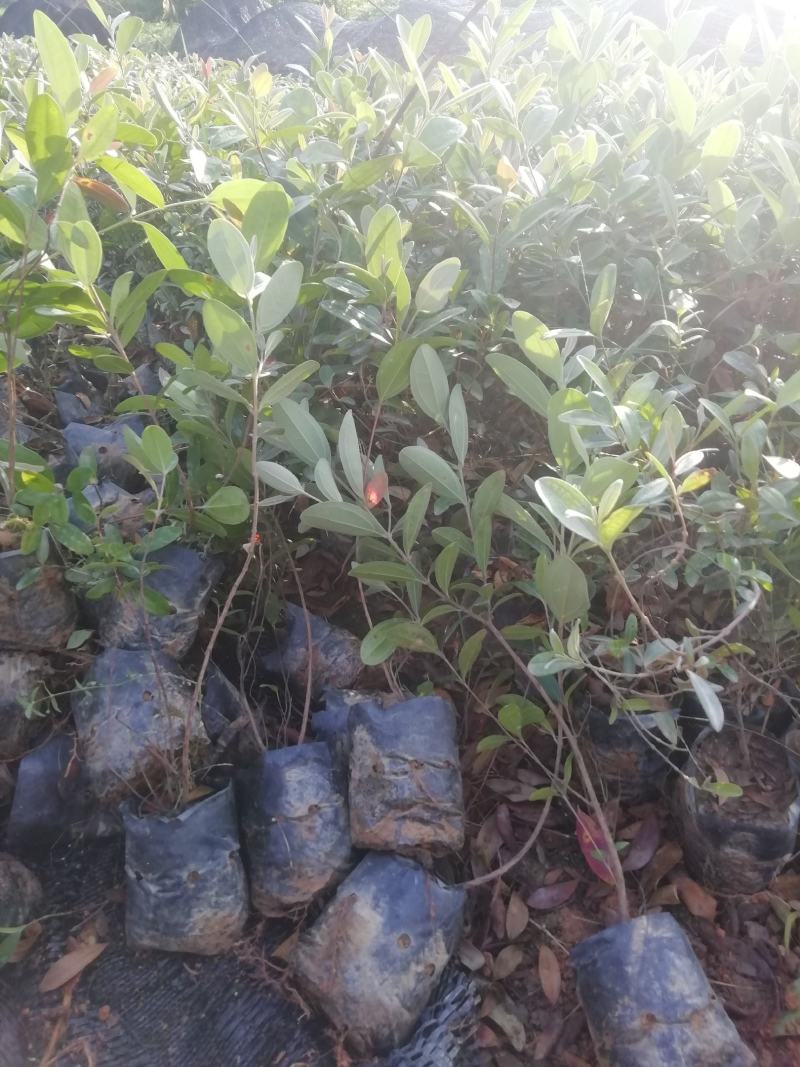 桃金娘，山捻，野捻子苗，果能泡酒的树苗，基地直接批发