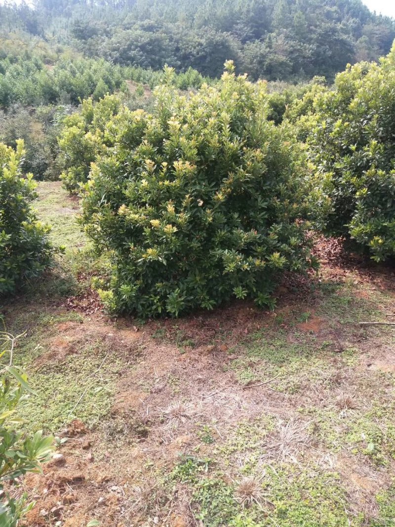 杨梅树，九江诚信苗木欢迎全国各地老板来电咨询。