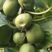 软枣猕猴桃大量上市中～个个精品鲜果