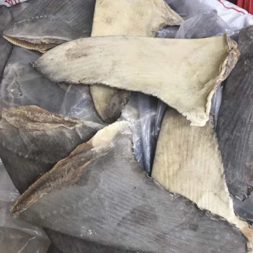 足干生货片(沙鱼翅片）10-12寸