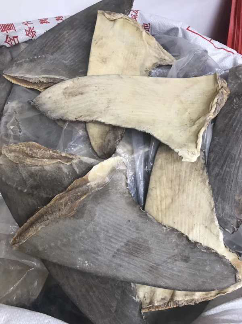 足干生货片(沙鱼翅片）10-12寸