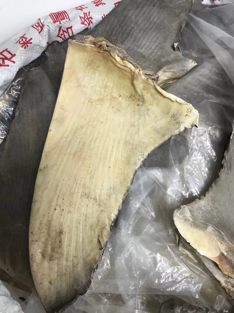 足干生货片(沙鱼翅片）10-12寸