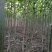 【推荐】泡桐桐树苗 四倍体泡桐河南泡桐