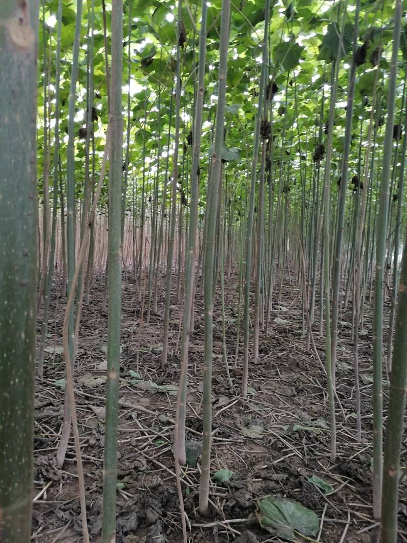 【推荐】泡桐桐树苗 四倍体泡桐河南泡桐