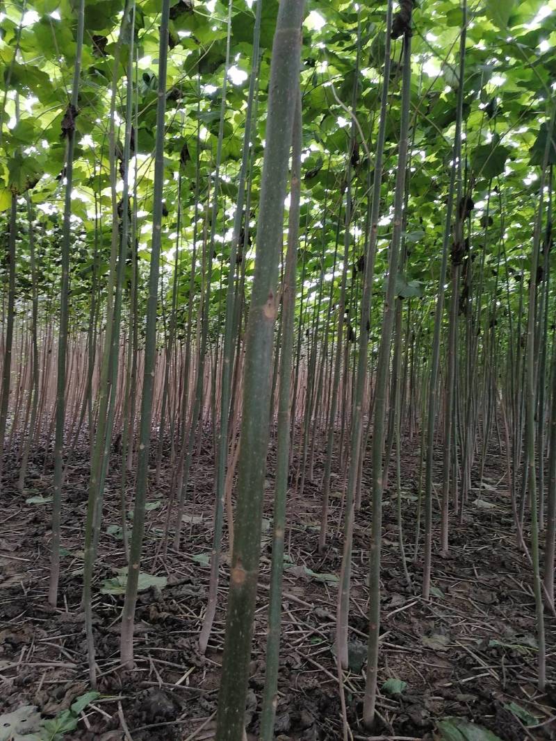 【推荐】泡桐桐树苗 四倍体泡桐河南泡桐