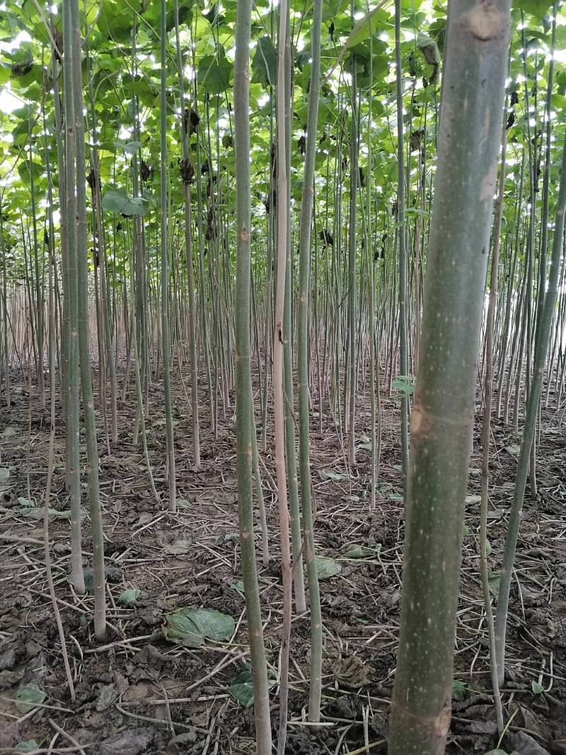 【推荐】泡桐桐树苗 四倍体泡桐河南泡桐