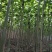 【推荐】泡桐桐树苗 四倍体泡桐河南泡桐