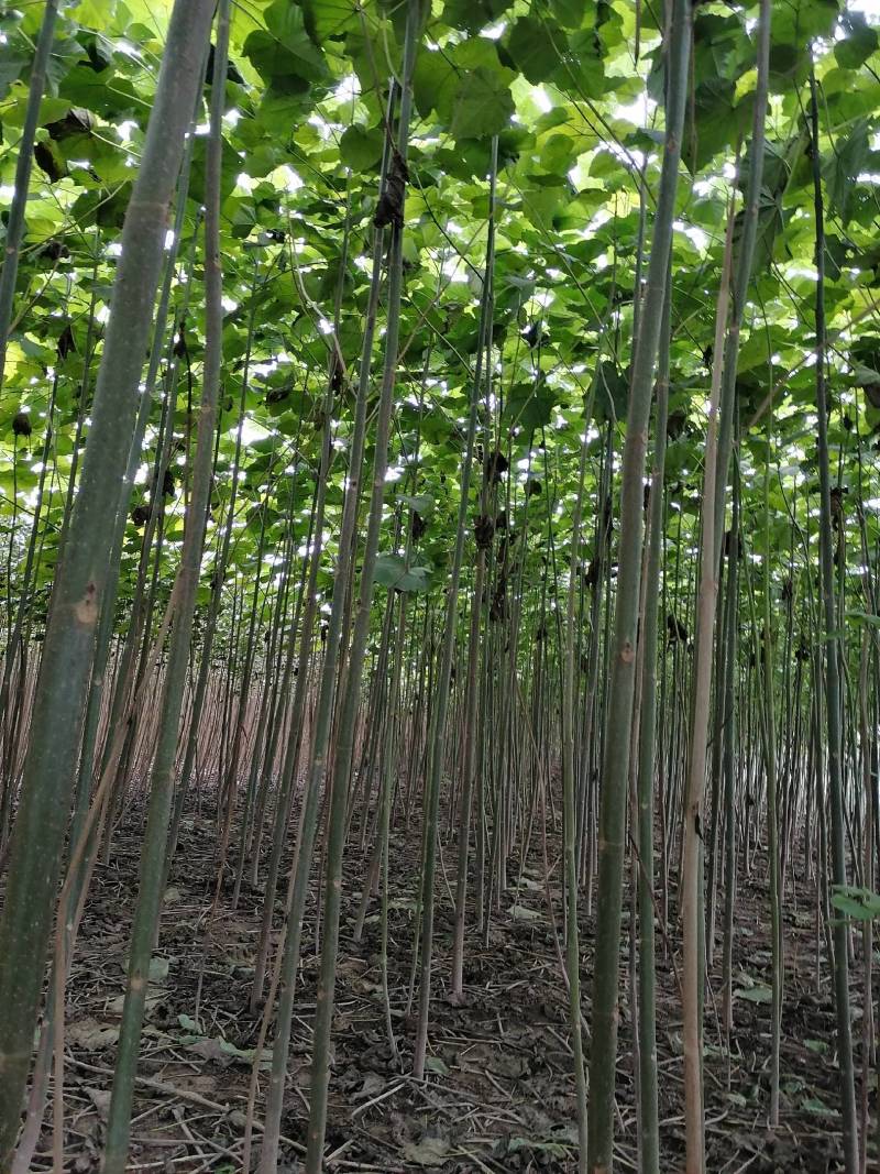 【推荐】泡桐桐树苗 四倍体泡桐河南泡桐