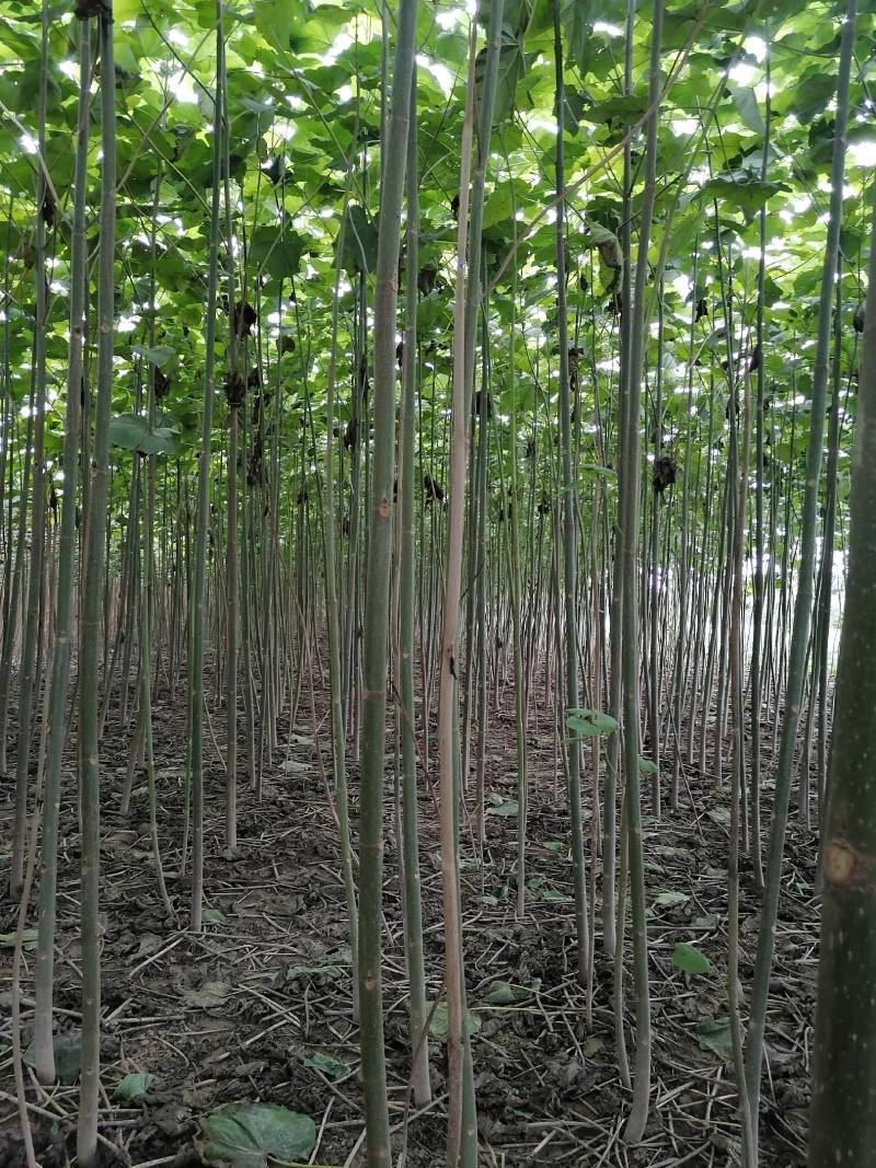 【推荐】泡桐桐树苗 四倍体泡桐河南泡桐
