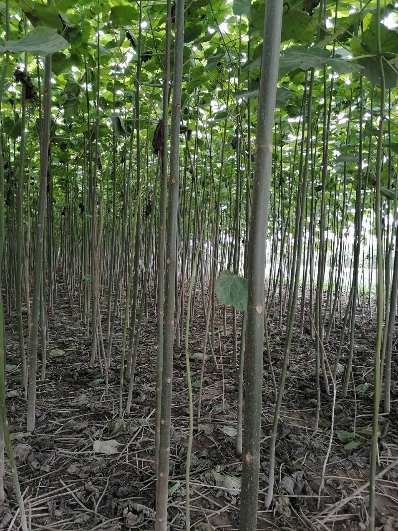 【推荐】泡桐桐树苗 四倍体泡桐河南泡桐