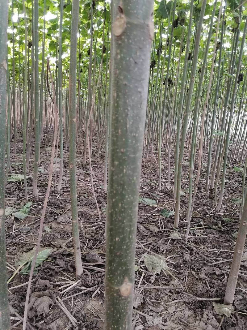 【推荐】泡桐桐树苗 四倍体泡桐河南泡桐