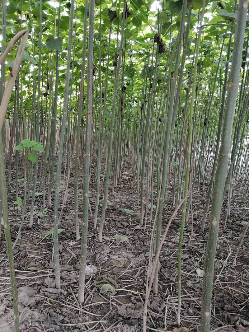 【推荐】泡桐桐树苗 四倍体泡桐河南泡桐
