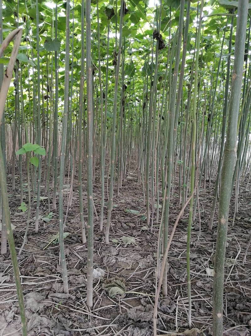 【推荐】泡桐桐树苗 四倍体泡桐河南泡桐